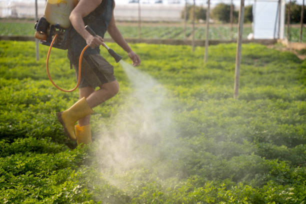 Best Pest Prevention Services  in Shallowater, TX