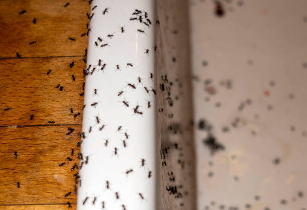 Best Exterminator Services  in Shallowater, TX