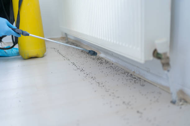 Best Flea Control Services  in Shallowater, TX